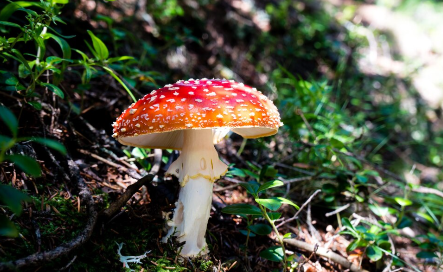 Polkadot Magic Mushroom: Unveiling the Enchanting World of Psychedelic Delights