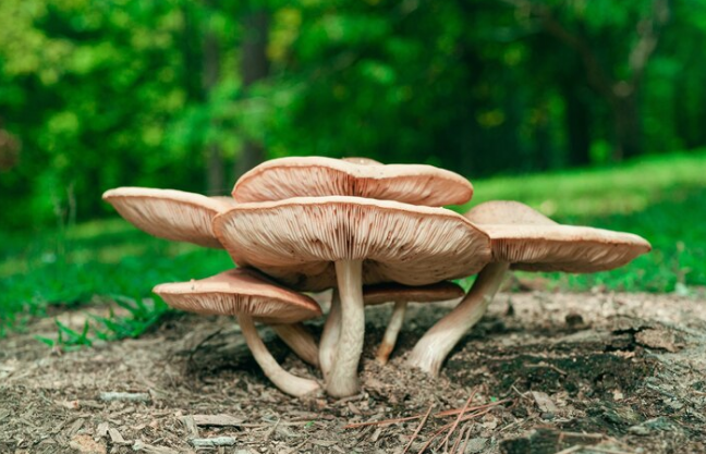 Magic Mushrooms in Modern Medicine: Investigating the potential medical benefits of psilocybin for mental health treatments