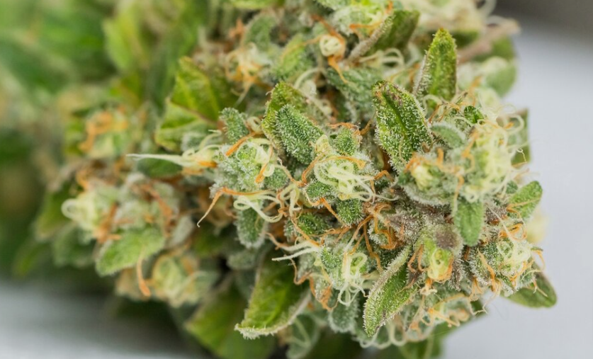 The Irresistible Lemon Cherry Nerds Strain: A Delightful Fusion of Flavors