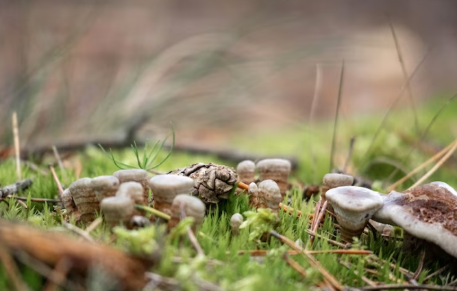 Growing Magic Mushrooms at Home: A Beginner's Guide to Cultivating Psilocybin Mushrooms