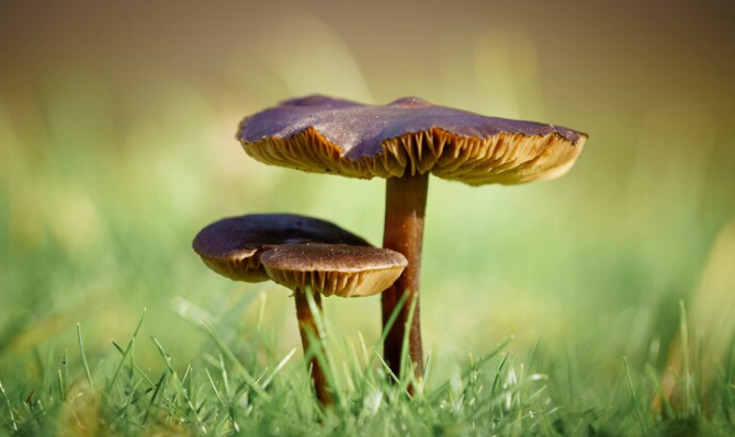 Magic Mushrooms in the Arts and Creativity: Examining How Psilocybin Influences Artists and the Creative Process